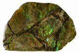 Iridescent Ammolite (Fossil Ammonite Shell) - Alberta, Canada #156827-1